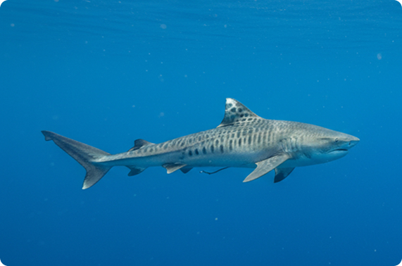 Тигровых акул