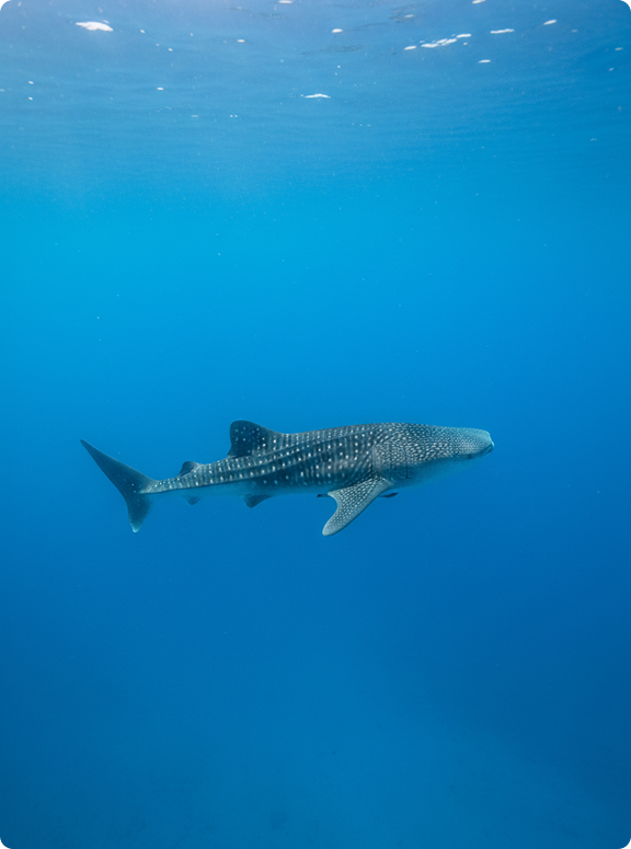 Китовых акул