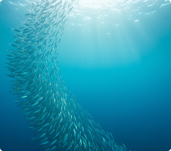 Стаи океанических рыб