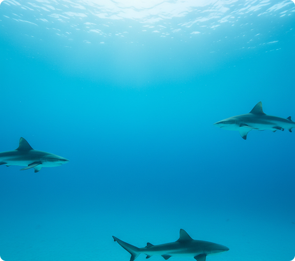 Рифовых акул