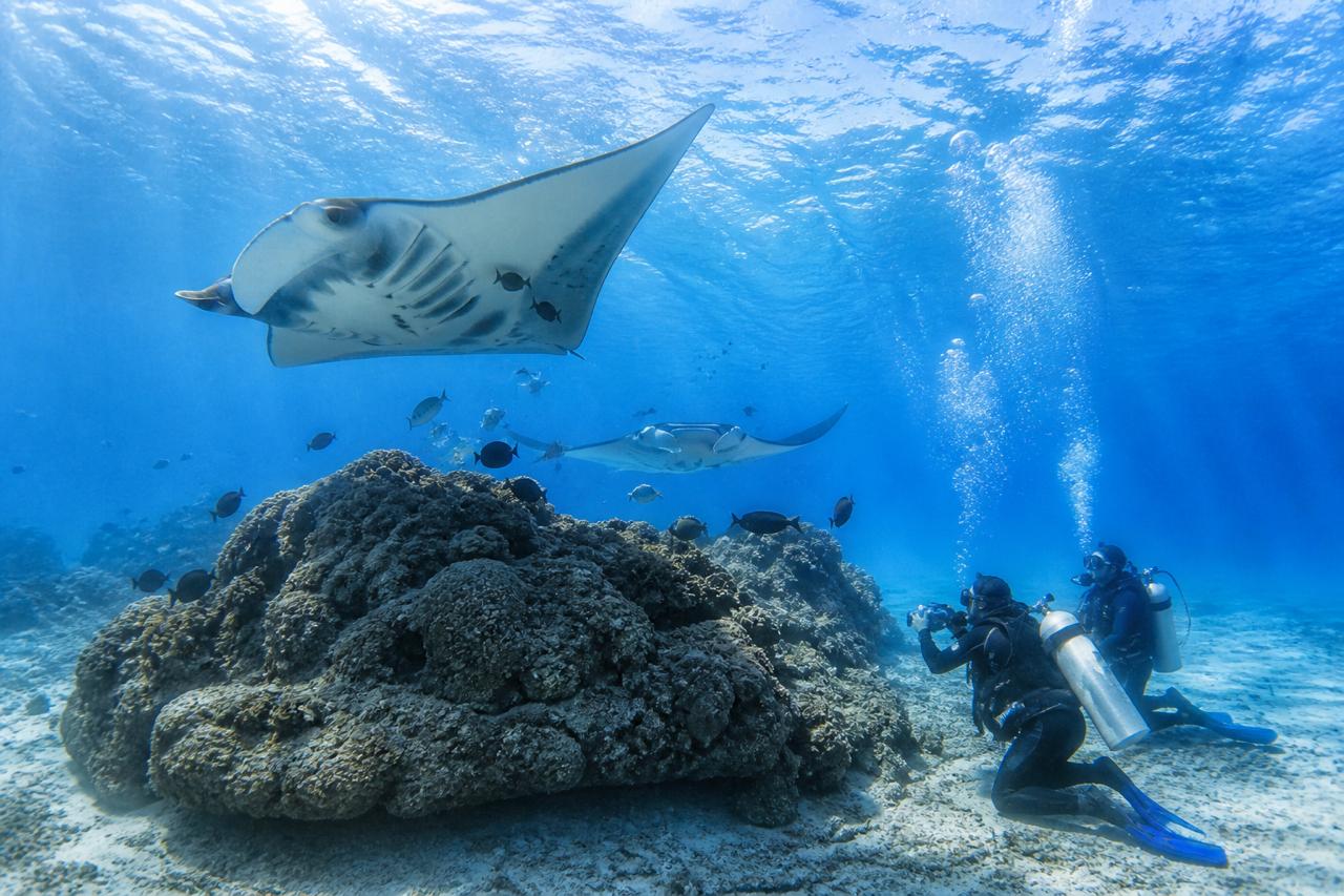 Diving & activities