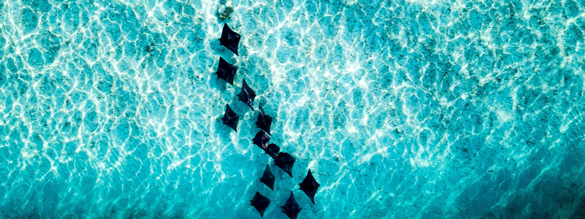 Unmatched Experts in Scuba Diving